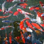 Yorkshire koi society fish swimming together