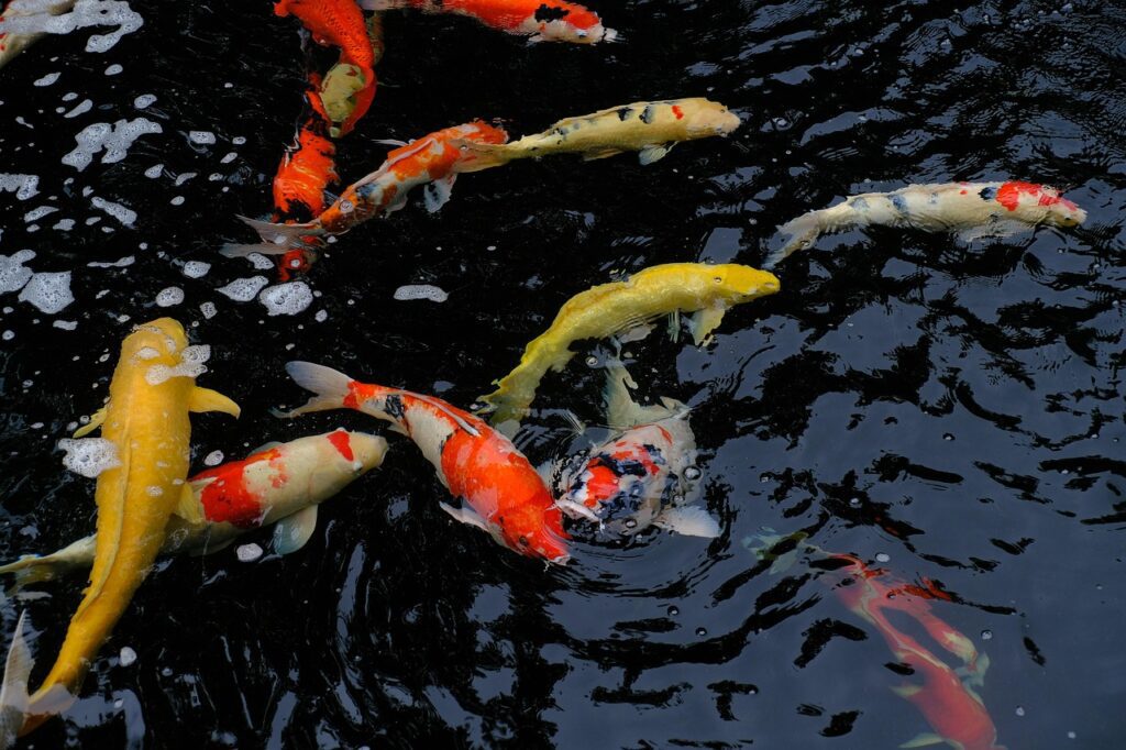 Colorful koi fish swimming in water