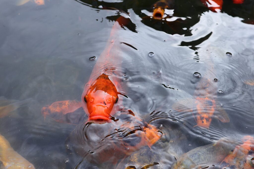 Colorful koi fish swimming in water.