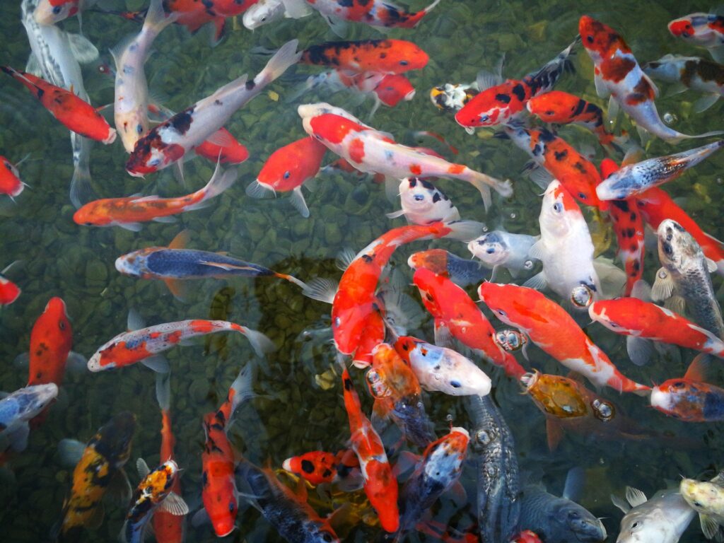 Colorful koi fish in clear water.
